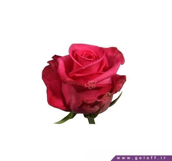 گل طبیعی - گل رز هلندی کاتن کندی - Rose | گل آف